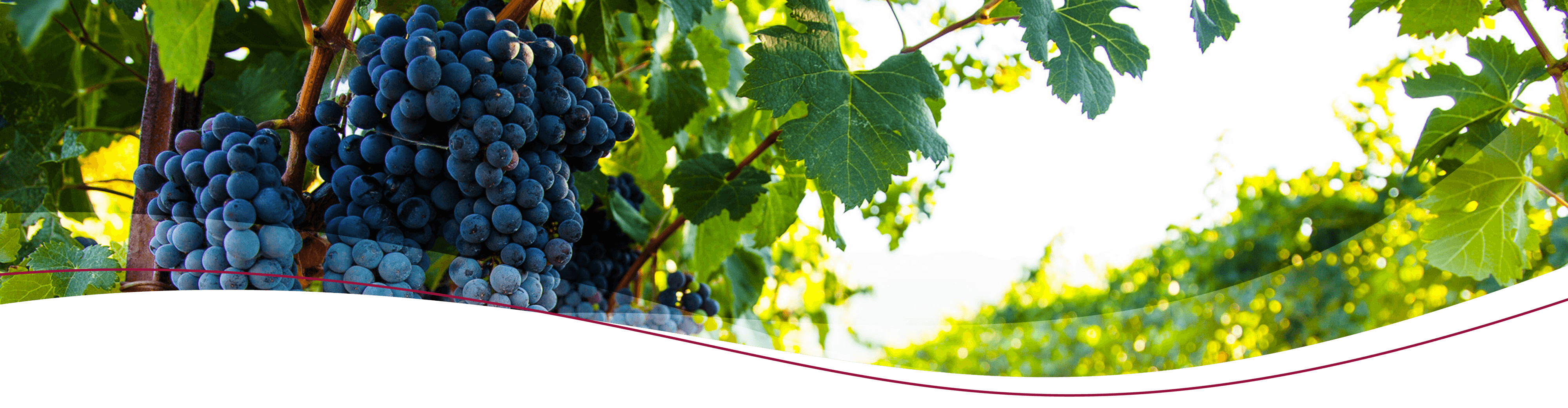 Lunar Ridge wine grapes